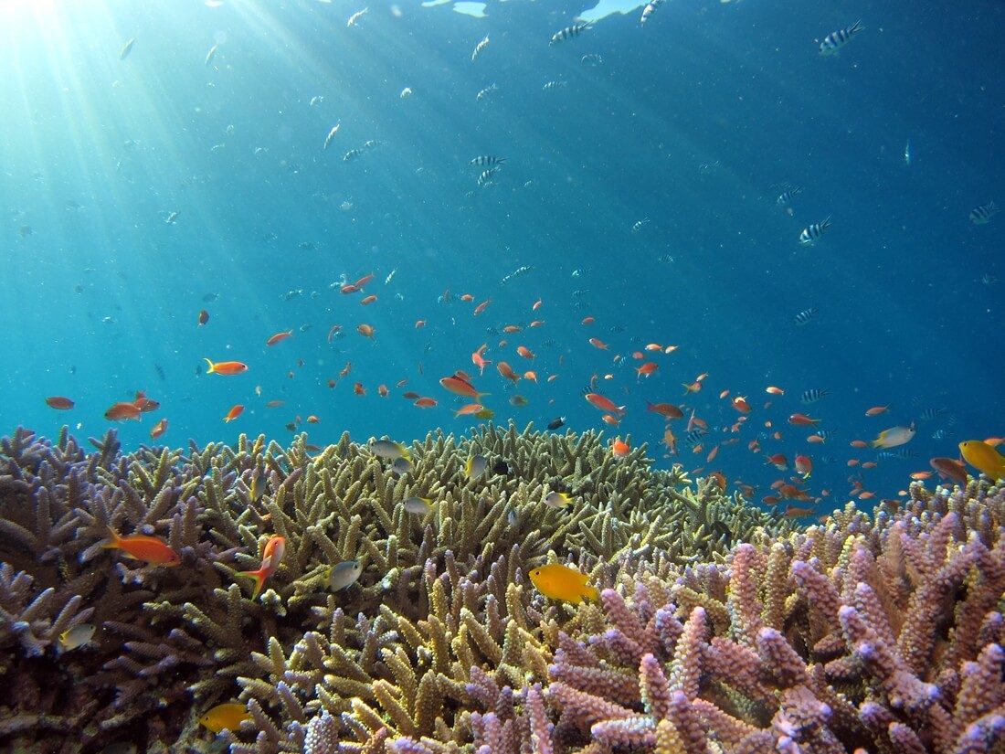 Drohnen Unterwasserfotografie Korallen